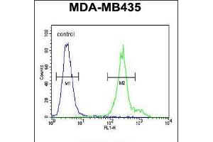 Flow cytometric analysis of MDA-MB435 cells (right histogram) compared to a negative control cell (left histogram). (ANKFY1 antibody  (C-Term))