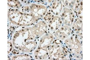 Immunohistochemical staining of paraffin-embedded pancreas tissue using anti-PRKG1 mouse monoclonal antibody. (PRKG1 antibody)
