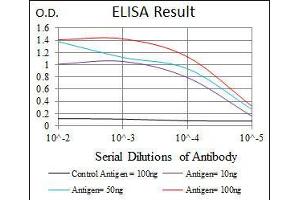 Black line: Control Antigen (100 ng), Purple line: Antigen(10 ng), Blue line: Antigen (50 ng), Red line: Antigen (100 ng), (CSNK2A2 antibody  (AA 194-350))