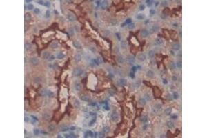 IHC-P analysis of Mouse Tissue, with DAB staining. (Integrin alpha 1 antibody  (AA 103-368))