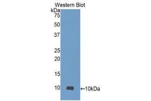 Western Blotting (WB) image for anti-Secretoglobin, Family 1A, Member 1 (Uteroglobin) (SCGB1A1) (AA 23-91) antibody (ABIN1173801) (SCGB1A1 antibody  (AA 23-91))