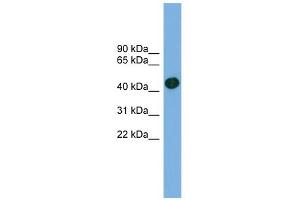 WB Suggested Anti-ACTRT1 Antibody Titration: 0. (ACTRT1 antibody  (Middle Region))