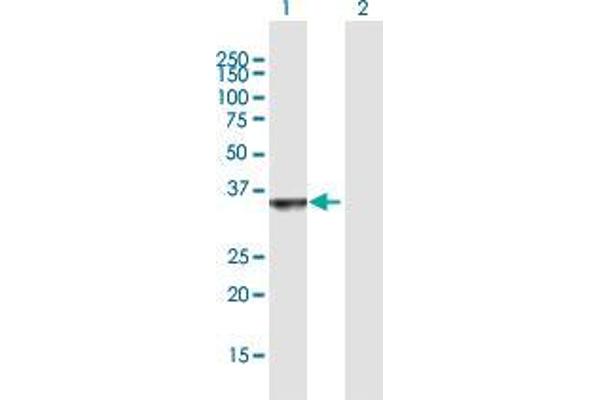 OGFOD2 antibody  (AA 1-290)