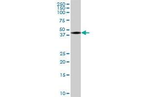 BSPRY MaxPab polyclonal antibody. (BSPRY antibody  (AA 1-193))