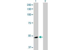 Western Blot analysis of ARMCX3 expression in transfected 293T cell line by ARMCX3 MaxPab polyclonal antibody. (ARMCX3 antibody  (AA 1-379))
