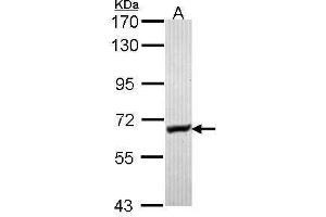 WB Image Sample (30 ug of whole cell lysate) A: Hela 7.