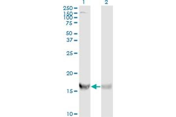 RPS19 anticorps  (AA 1-145)