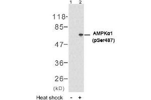 Image no. 2 for anti-Protein Kinase, AMP-Activated, alpha 1 Catalytic Subunit (PRKAA1) (pSer487) antibody (ABIN196905) (PRKAA1 antibody  (pSer487))