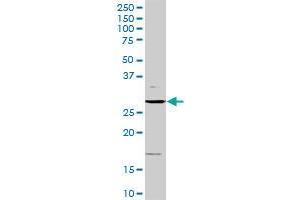 CCND3 MaxPab rabbit polyclonal antibody. (Cyclin D3 antibody  (AA 1-292))