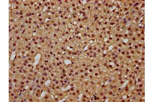 IHC image of ABIN7172445 diluted at 1:300 and staining in paraffin-embedded human adrenal gland tissue performed on a Leica BondTM system.