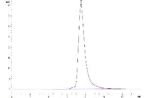 The purity of Human CEACAM-8 is greater than 95 % as determined by SEC-HPLC. (CEACAM8 Protein (AA 35-319) (His tag))