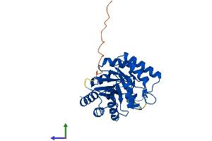 AlphaFold protein structure predicition of Mouse Recombinant Cutc Protein, UniprotID Q9D8X1
