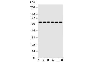 Western blot testing of Splicing factor 1 antibody and Lane 1:  rat spleen (Splicing Factor 1 antibody  (N-Term))