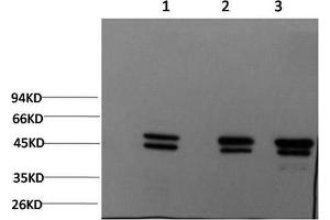 Western Blotting (WB) image for anti-Tubulin, epsilon 1 (TUBE1) antibody (ABIN5957801) (TUBE1 antibody)