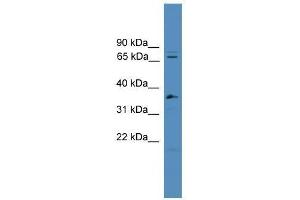 Western Blot showing SF4 antibody used at a concentration of 1-2 ug/ml to detect its target protein.