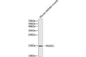 Western blot analysis of extracts of Mouse skeletal muscle using POLR2J Polyclonal Antibody at dilution of 1:1000. (POLR2J antibody)