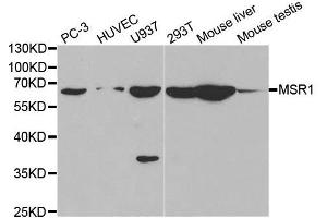 Western blot analysis of extracts of various cell lines, using MSR1 antibody. (Macrophage Scavenger Receptor 1 antibody  (AA 192-451))