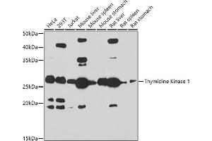 Western blot analysis of extracts of various cell lines, using Thymidine Kinase 1 antibody (ABIN6132726, ABIN6149198, ABIN6149199 and ABIN6221245) at 1:1000 dilution. (TK1 antibody  (AA 1-234))
