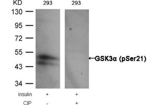 GSK3 alpha antibody  (pSer21)