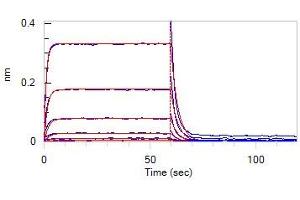 Bio-Layer Interferometry (BLI) image for Angiotensin I Converting Enzyme 2 (ACE2) protein (His tag) (ABIN6952704)