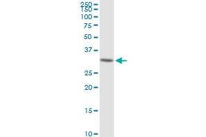 LDHAL6A MaxPab polyclonal antibody. (LDHAL6A antibody  (AA 1-234))
