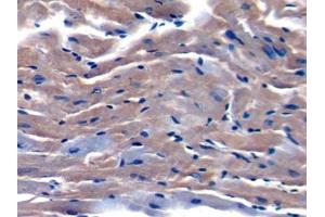 DAB staining on IHC-P; Samples: Mouse Cardiac Muscle Tissue (TOR2A antibody  (AA 125-313))