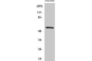 anti-CaMK2 beta/gamma (AA 480-560) antibody