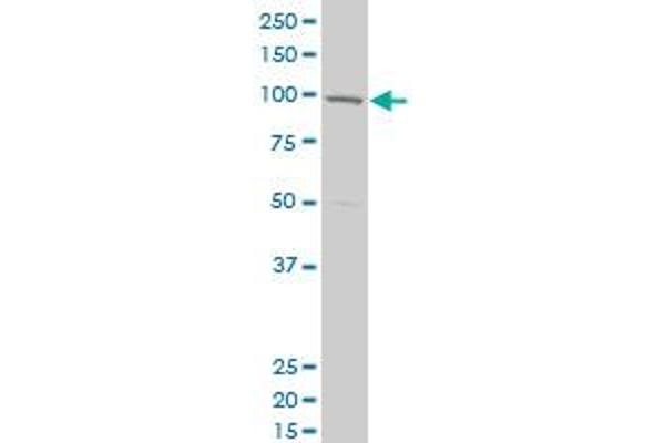 CPSF2 antibody  (AA 683-782)