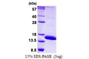 Image no. 1 for Leukocyte-Associated Immunoglobulin-Like Receptor 2 (LAIR2) protein (His tag) (ABIN1098611)