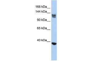 WB Suggested Anti-SMARCA1 Antibody Titration:  0. (SMARCA1 antibody  (N-Term))