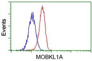 Flow Cytometry (FACS) image for anti-MOB Kinase Activator 1B (MOB1B) antibody (ABIN1499533) (MOBKL1A antibody)