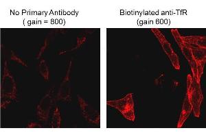 Immunofluorescence Microscopy of Mouse Anti-Biotin antibody. (Biotin antibody)
