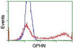 HEK293T cells transfected with either RC205986 overexpress plasmid (Red) or empty vector control plasmid (Blue) were immunostained by anti-GPHN antibody (ABIN2454096), and then analyzed by flow cytometry. (Gephyrin antibody)