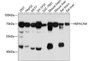 Western blot analysis of extracts of various cell lines, using HEPACAM antibody (ABIN6132116, ABIN6141716, ABIN6141717 and ABIN6215275) at 1:3000 dilution. (HEPACAM antibody  (AA 35-245))