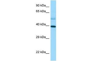 Western Blotting (WB) image for anti-Stimulated By Retinoic Acid 8 (STRA8) (C-Term) antibody (ABIN2789683) (STRA8 antibody  (C-Term))