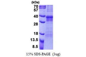 SDS-PAGE (SDS) image for Osteoclast Associated Receptor (OSCAR) (AA 19-286) protein (His tag) (ABIN5777973)