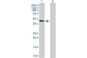 Western Blot analysis of MAPK12 expression in transfected 293T cell line by MAPK12 monoclonal antibody (M01), clone 4F4-3D2. (MAPK12 antibody  (AA 1-367))