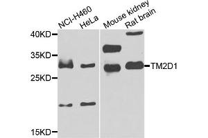 Western blot analysis of extracts of various cells, using TM2D1 antibody. (TM2D1 antibody)