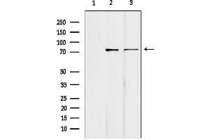 anti-Kinesin Family Member C1 (KIFC1) (Internal Region) antibody