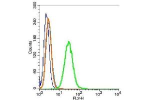 RSC96 cells probed with Tubulin-beta Polyclonal Antibody, Unconjugated  at 1:20 for 30 minutes followed by incubation with a conjugated secondary (PE Conjugated) (green) for 30 minutes compared to control cells (blue), secondary only (light blue) and isotype control (orange). (TUBB antibody  (AA 1-50))