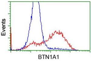 Flow Cytometry (FACS) image for anti-Butyrophilin, Subfamily 1, Member A1 (BTN1A1) antibody (ABIN1496987) (BTN1A1 antibody)