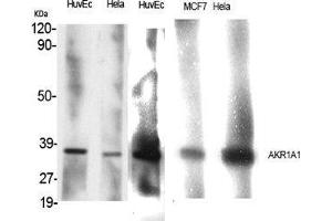 Western Blot (WB) analysis of specific cells using AKR1A1 Polyclonal Antibody.