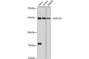 Western blot analysis of extracts of various cell lines, using HT antibody (ABIN7267756) at 1:1000 dilution.