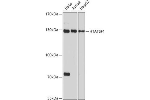 HTATSF1 antibody  (AA 1-180)