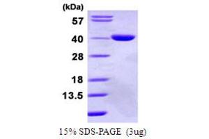 Glycerol-3-Phosphate Dehydrogenase 1-Like (GPD1L) (AA 1-351) protein (His tag)