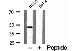 Western blot analysis of extracts of HeLa cells, using TIP47 antibody. (PLIN3 antibody)