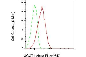 anti-UDP-Glucose Glycoprotein Glucosyltransferase 1 (UGGT1) antibody