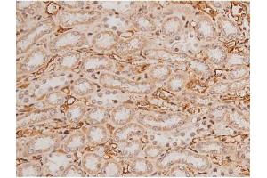 ABIN6269133 at 1/200 staining Rat kidney tissue sections by IHC-P. (KIT antibody  (Internal Region))