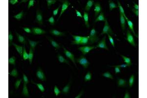 Immunofluorescence (IF) image for anti-MOB Kinase Activator 1B (MOB1B) (AA 2-216) antibody (ABIN7160120)