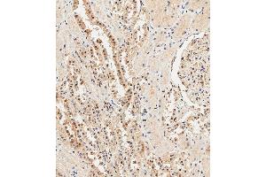 Immunohistochemical analysis of paraffin-embedded Human kidney tissue using (ABIN388039 and ABIN2845540) performed on the Leica® BOND RXm. (Ubiquitin antibody  (N-Term))